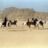 Galop effréné sur les mudflats à Wadi Rum