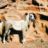 Le très beau Nadjem - origine Bedouin Bred - des Wadi Rum Horses.
